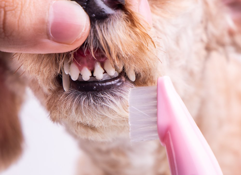 A qué edad suelen cambiar los dientes los perros y cómo identificarlo 7 A qué edad suelen cambiar los dientes los perros y cómo identificarlo