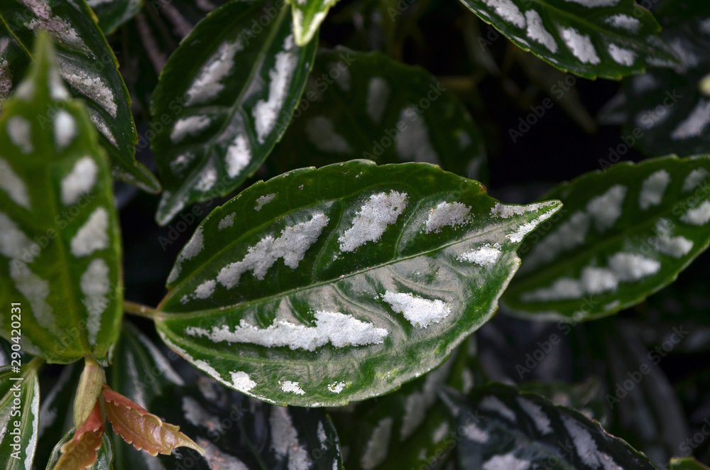 Qué plantas tienen pintitas blancas y cómo cuidarlas correctamente 5 Qué plantas tienen pintitas blancas y cómo cuidarlas correctamente