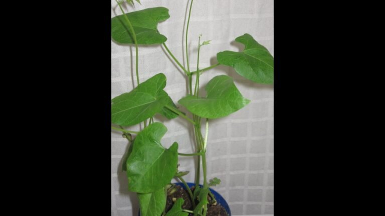 planta de poroto blanco en maceta